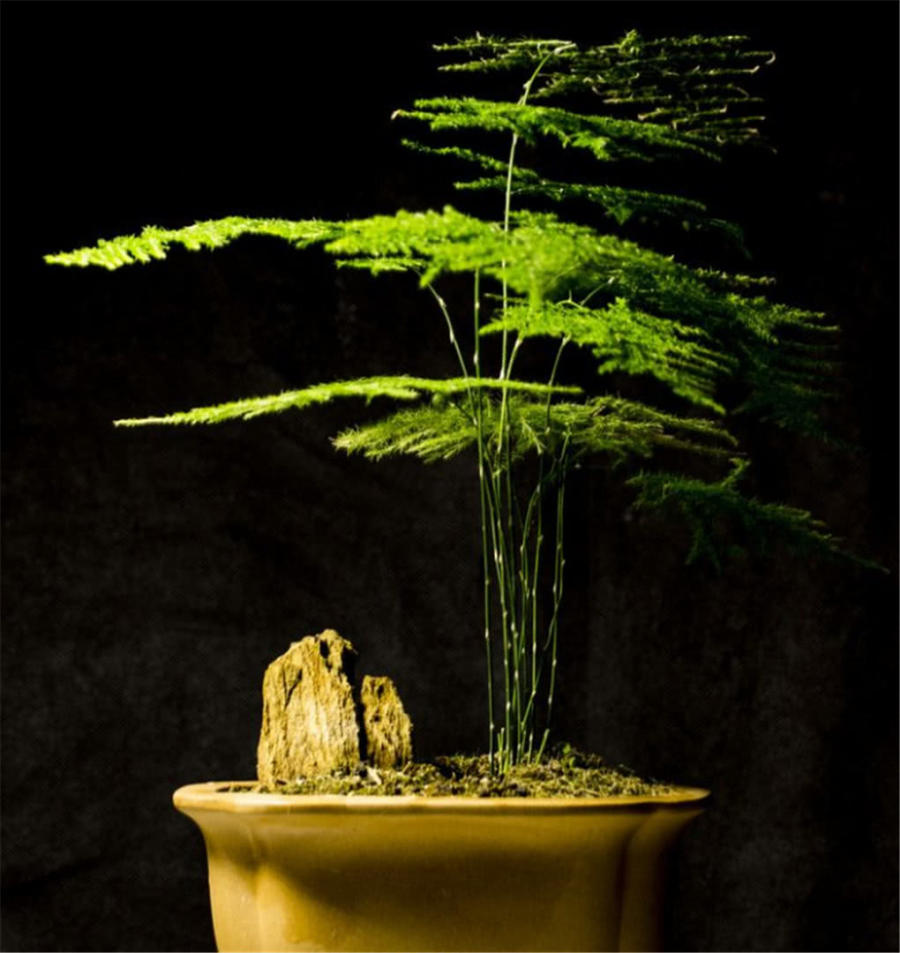 文竹叶片乱糟糟,修剪时做好这3点,新芽新枝错落有致,造型美观