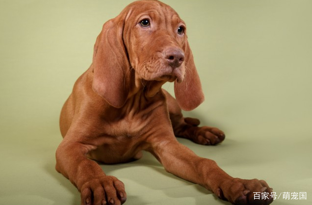 最好别轻易给狗狗尝试它!|巧克力|可可碱|毒性_新浪新闻