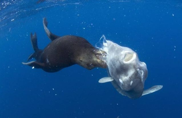 史上最懒的鱼被天敌啃食都懒得动一下想灭绝却做不到