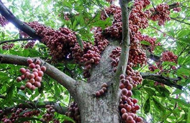 山竹树为何还这么贵看完山竹的采摘网友卖得太便宜了