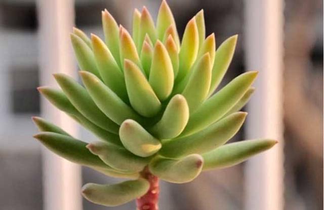 千佛手叶子干瘪皱了怎么办盲目处理有可能导致千佛手死亡