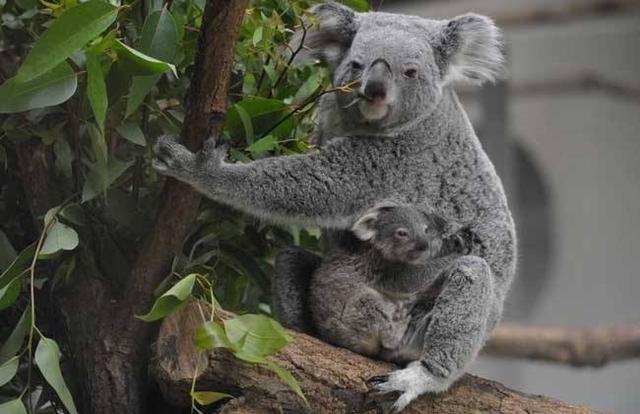 知道袋鼠和树袋熊可袋熊是什么臭臭还是麻将牌似的