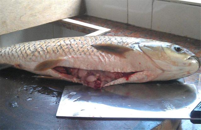 鱼身上最脏的3个部位免费送也别要为了家人看一看吧