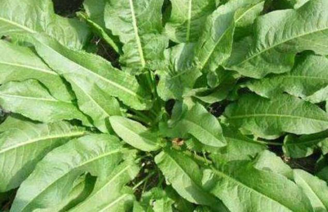 农村小河沟边上的这野菜被人称为牛舌头相当解渴口感不错