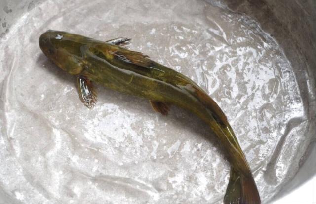 这5种农村最常见的野生鱼你都还记得吗网友超赞