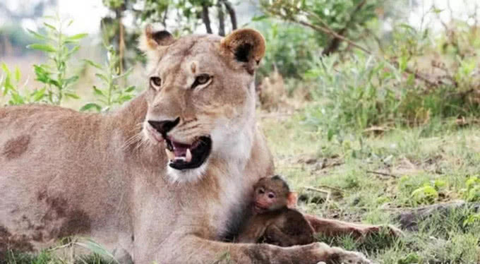狮子捕杀母猴不料它的怀里还藏着一只幼猴接下来一幕让人揪心