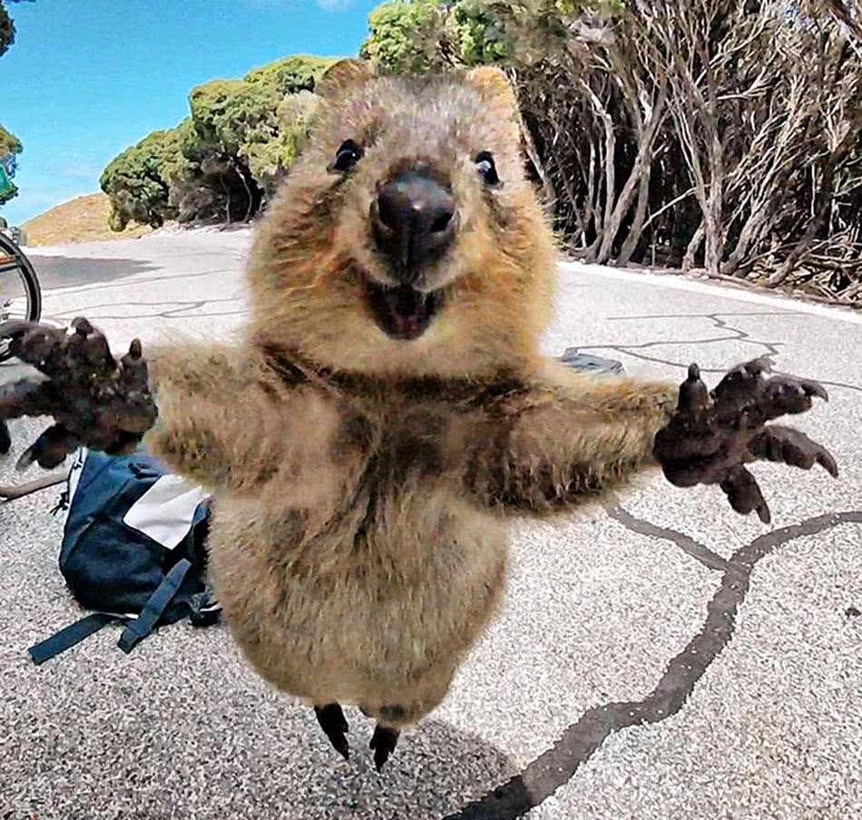 这种动物是世界是最笑的动物!不仅性格温顺,而且十分喜欢卖萌!