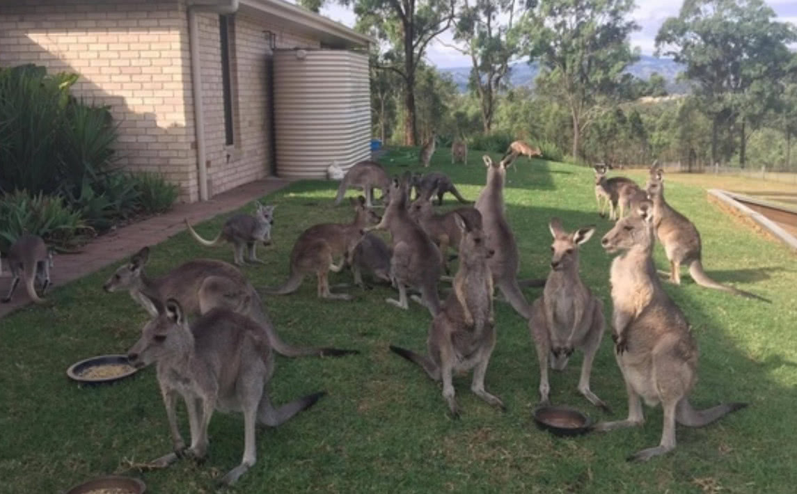 澳大利亚袋鼠泛滥成灾为啥中国人不爱吃网友牙龈吃肿了