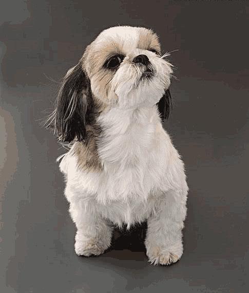 西施犬什么颜色的好西施犬训练小知识