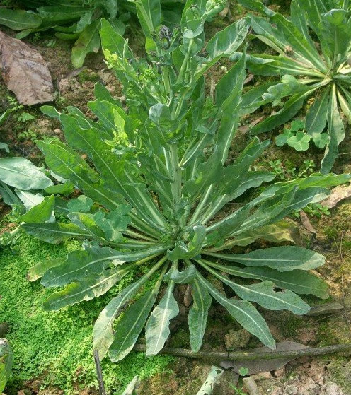 把板蓝根种进花盆沾土就活感冒了就摘来吃省了不少钱