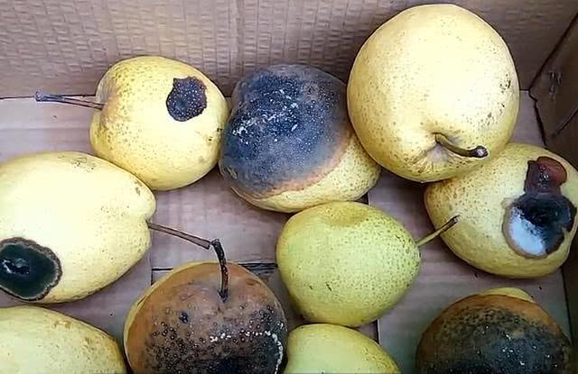 烂梨千万别扔掉,这样利用特别值钱,作用太厉害了,赶快告诉家人|烂梨|