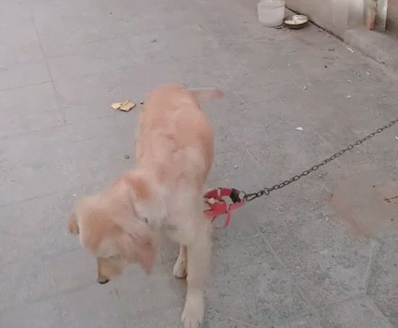 小狗被铁链锁住向往自由众目睽睽下巧脱项圈