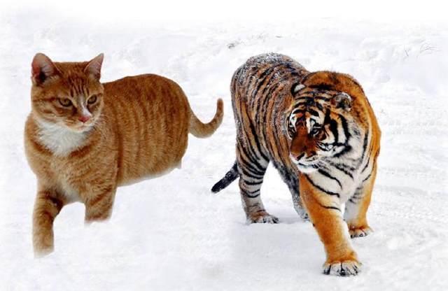 猫咪误入虎穴,猫:我长大这么猛?老虎:我去,我小时候这么萌?