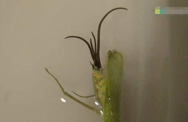 男子将螳螂泡在水里,吃完饭后再去瞧,强忍着才没吐出来