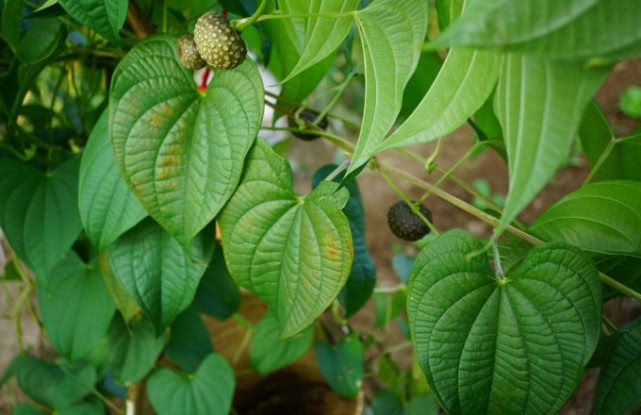 农村人管它叫黄狗头,叶子像极心形,是