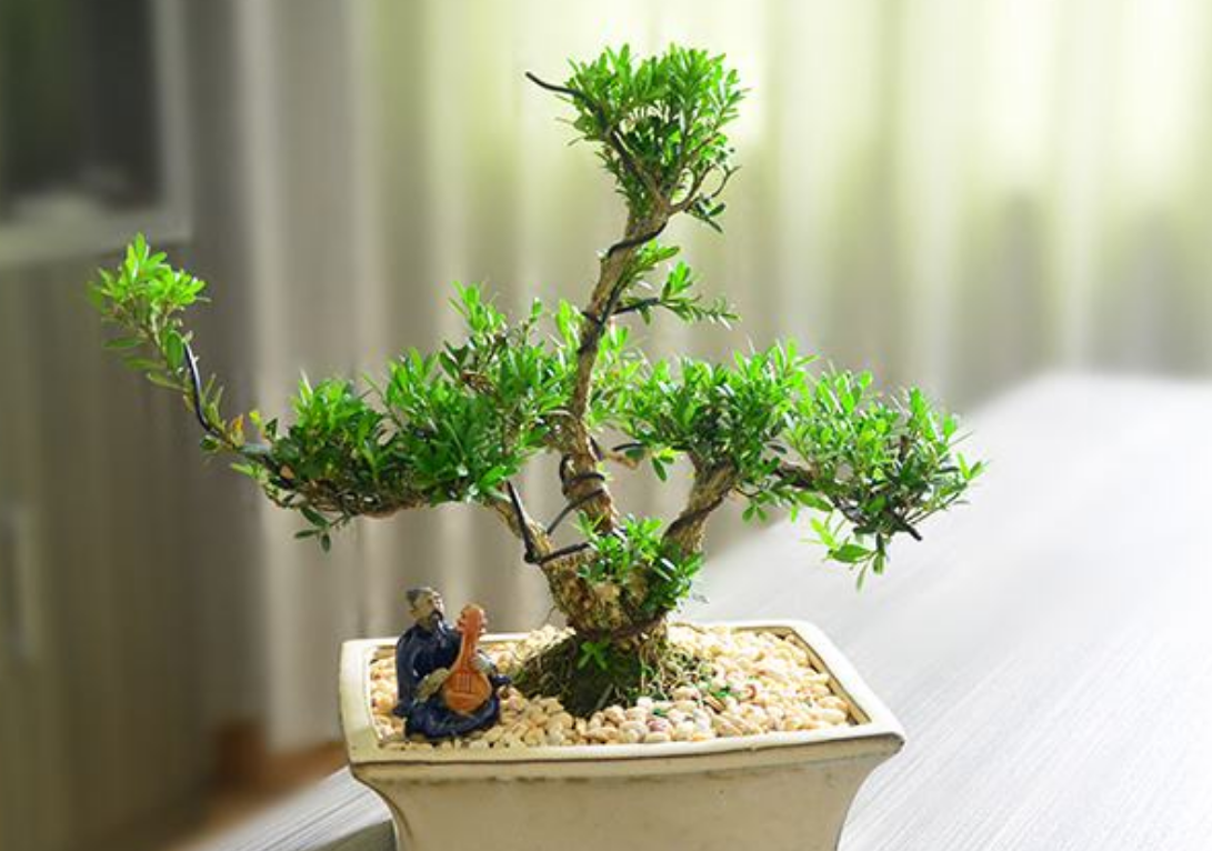 黄杨树上盆与修剪其中几点细节把控好能做成精品盆景