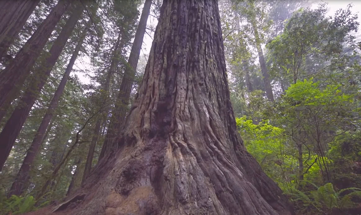 为什么中国很多地方不让种植|桉树|杏仁|抽水机_新浪新闻
