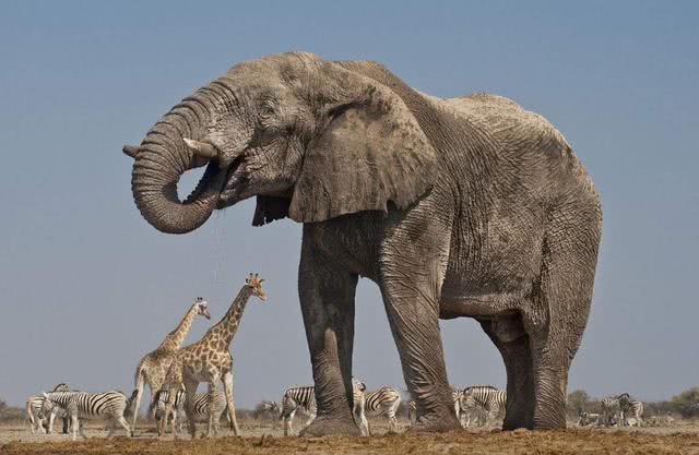 公象战斗力有多恐怖?在体型决定力量的基础上,绝对完爆其他动物