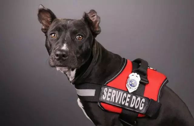 三级烧伤无家可归的狗狗被消防局聘为消防犬结局太暖心