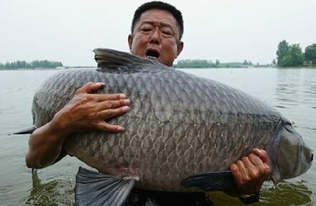 李大毛总能钓到巨物,掌握这些钓青技法,你也可以抱大鱼|青鱼|李大毛