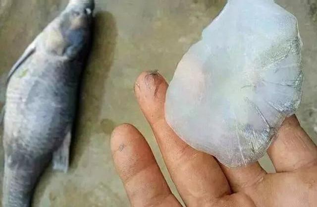 大青鱼被成功钓上岸,水库老板都想哭了,重达130斤鱼鳞有巴掌大