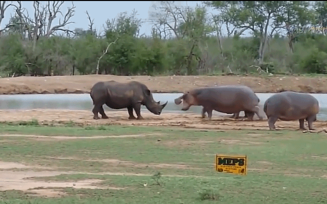 犀牛与河马掐架 结果犀牛吓得撒腿就跑 网友:论吨位的重要性