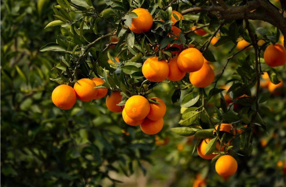 农村小哥因酷似林志颖种的橙子遭哄抢网友看脸的时代