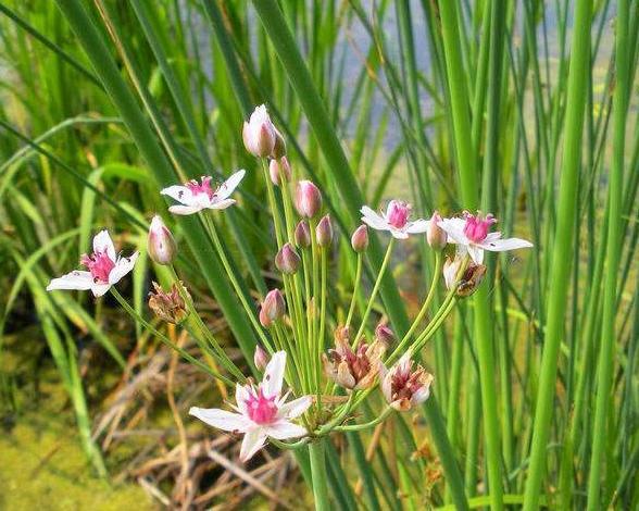 人们都了解,这样就有很多野草的价值不被人们所重视,或当做杂草或牧草