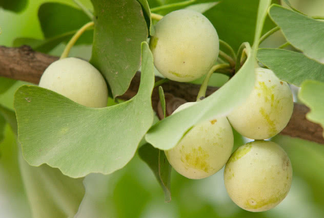 农村遍地都是这种野果人称长生果一次只能吃两三个吃过没