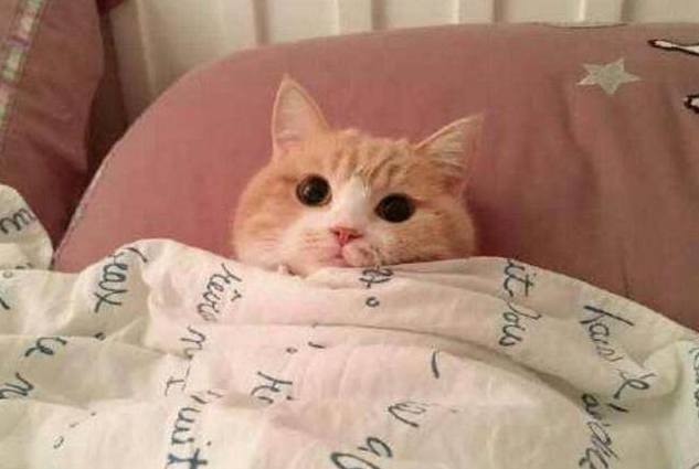 猫埋头大睡怎么都叫不醒,当主人一巴掌拍下后,可爱的一幕出现了