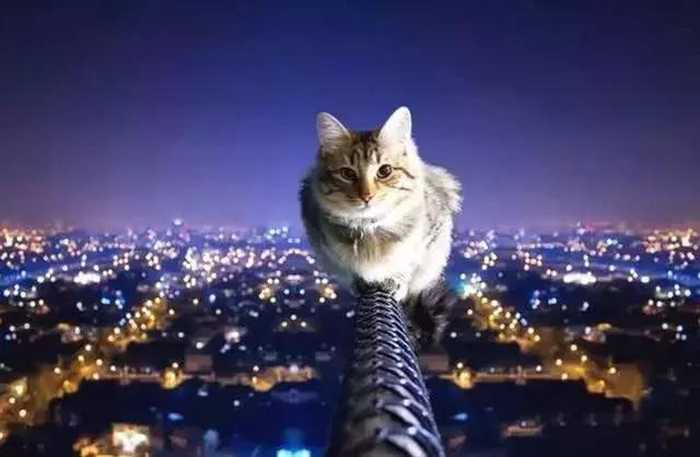 猫真的有九条命?科学家将180只猫从高楼扔下,得出了结论