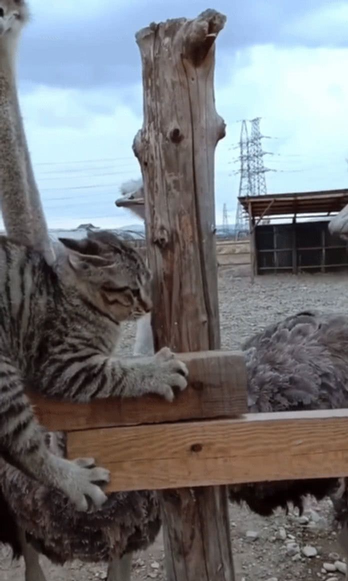 猫咪毫不留情欺负鸵鸟,当遇到小鸵鸟的妈妈,却怂到忍气吞声