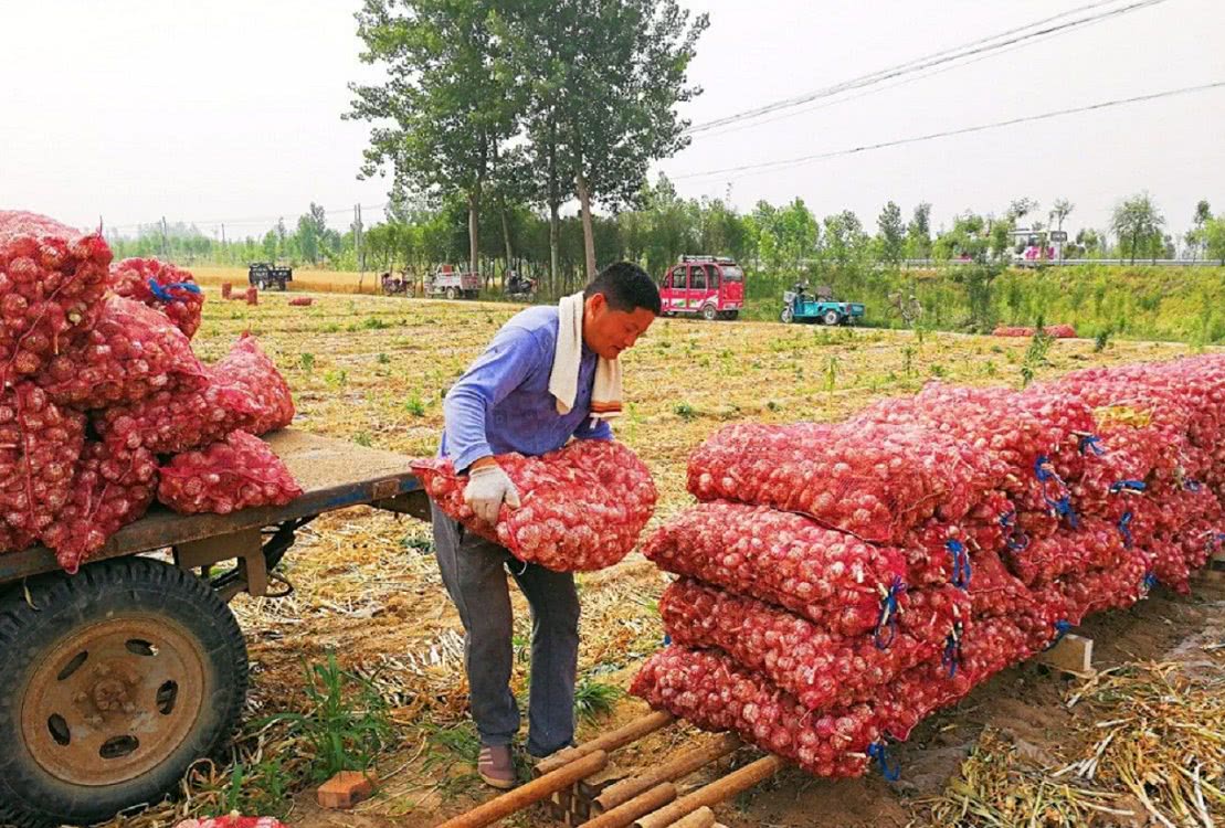 租100亩地种庄稼,每亩租金500元,农民一年能挣多少钱?