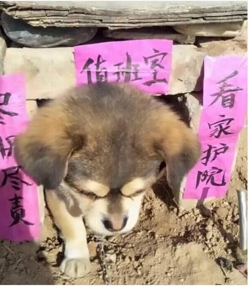 网友回家过年,看到院子狗窝上的字,瞬间笑喷:得发工资!