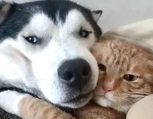 二哈拆家被主人责罚,躲进橘猫怀里求救,喵:再拆家咱俩都得滚蛋