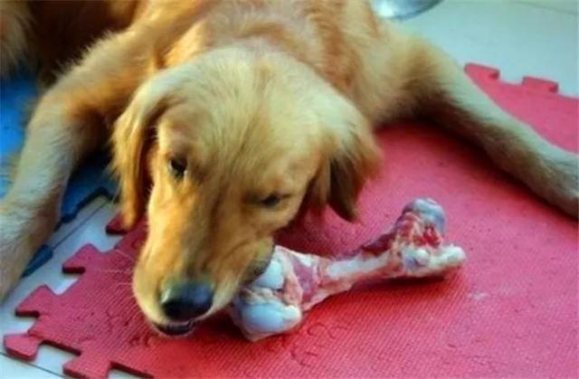 金毛胃中取出大堆碎骨,谨记四点不喂骨头的原因,保护爱犬健康!