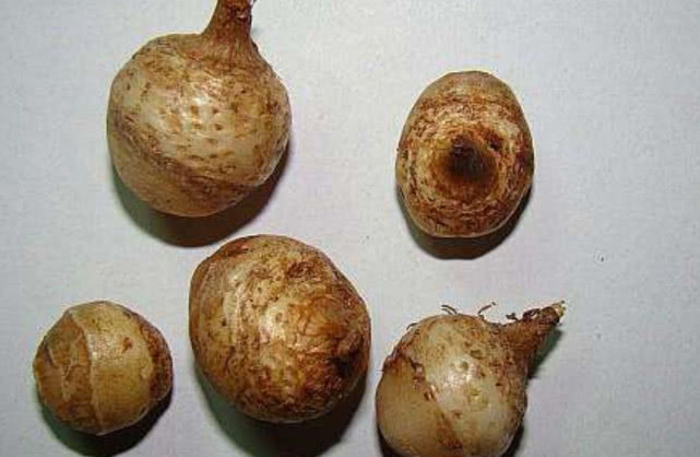 农村玉米地里的野草,一斤70元左右,十分珍贵!