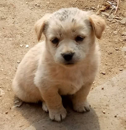 花二十元买了只土狗,让养几千元宠物狗的朋友一脸羡慕:这狗真好