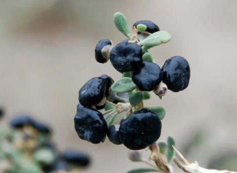 黑果枸杞降糖抗脂,如若种植5年后年亩纯利可达3-5万元