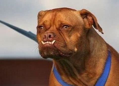 看一下别具一格的狗狗,最后一只厉害,撞脸星爷电影里的火云邪神