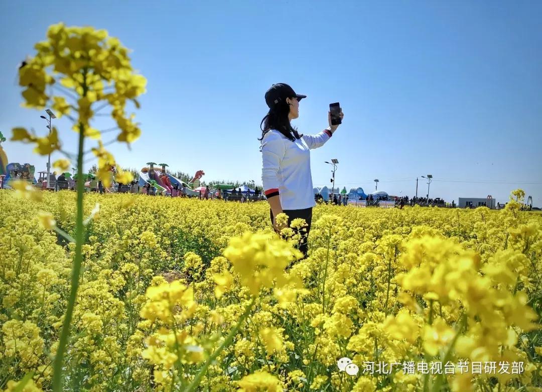 河北安平 油菜花开遍田野   安平县"油菜花文化旅游节"   吸引了万