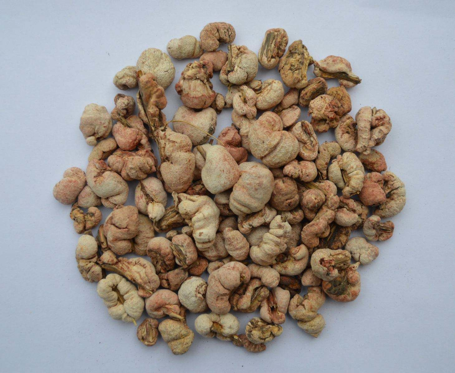 山里寄生在竹子身上的物种,像个瘤子一样,却具有抗肿瘤的功效