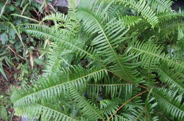 农村山里这种草,叶背上长"金珠",一点就着,却是种蒜的好肥料