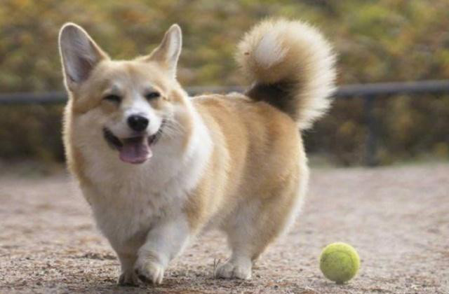 未断尾的柯基犬,也同样可爱,毛茸茸的大尾巴像只大松鼠