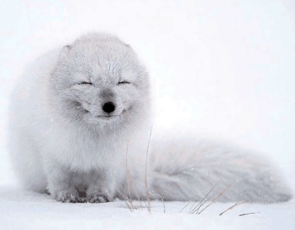 微笑是最好的沟通语言这些动物的微笑让人暖心是萌到心里