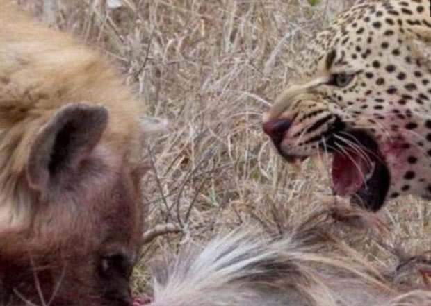鬣狗抢夺花豹的食物,突然哈哈大笑,花豹:你脑子有病!