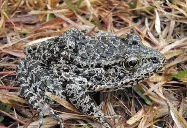 世界5大濒临灭绝的动物最后一个全世界仅剩下一只