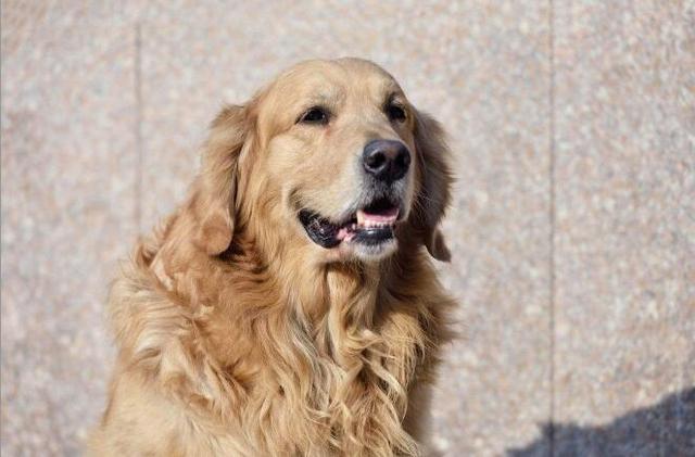 一只金毛在狮子面前睡大觉,狮子张开大嘴,狗狗:我们是母子!