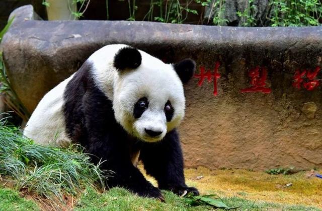 大熊猫龙飞因心脏问题离世,动物园发公告哀悼,网友提出质疑!