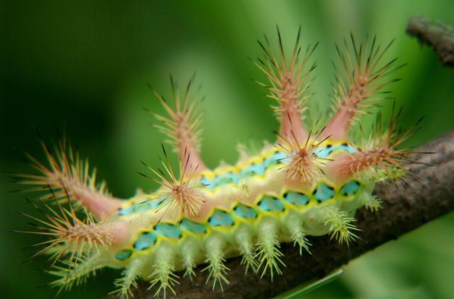 杨辣子学名叫黄刺蛾,人被其蜇伤后刺痒难忍,抓挠后变为刺痛,如反复搔